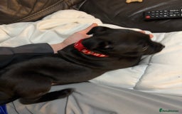 Staffordshire Bull Terrier dogs for sale: Staffy pups  - Image 8