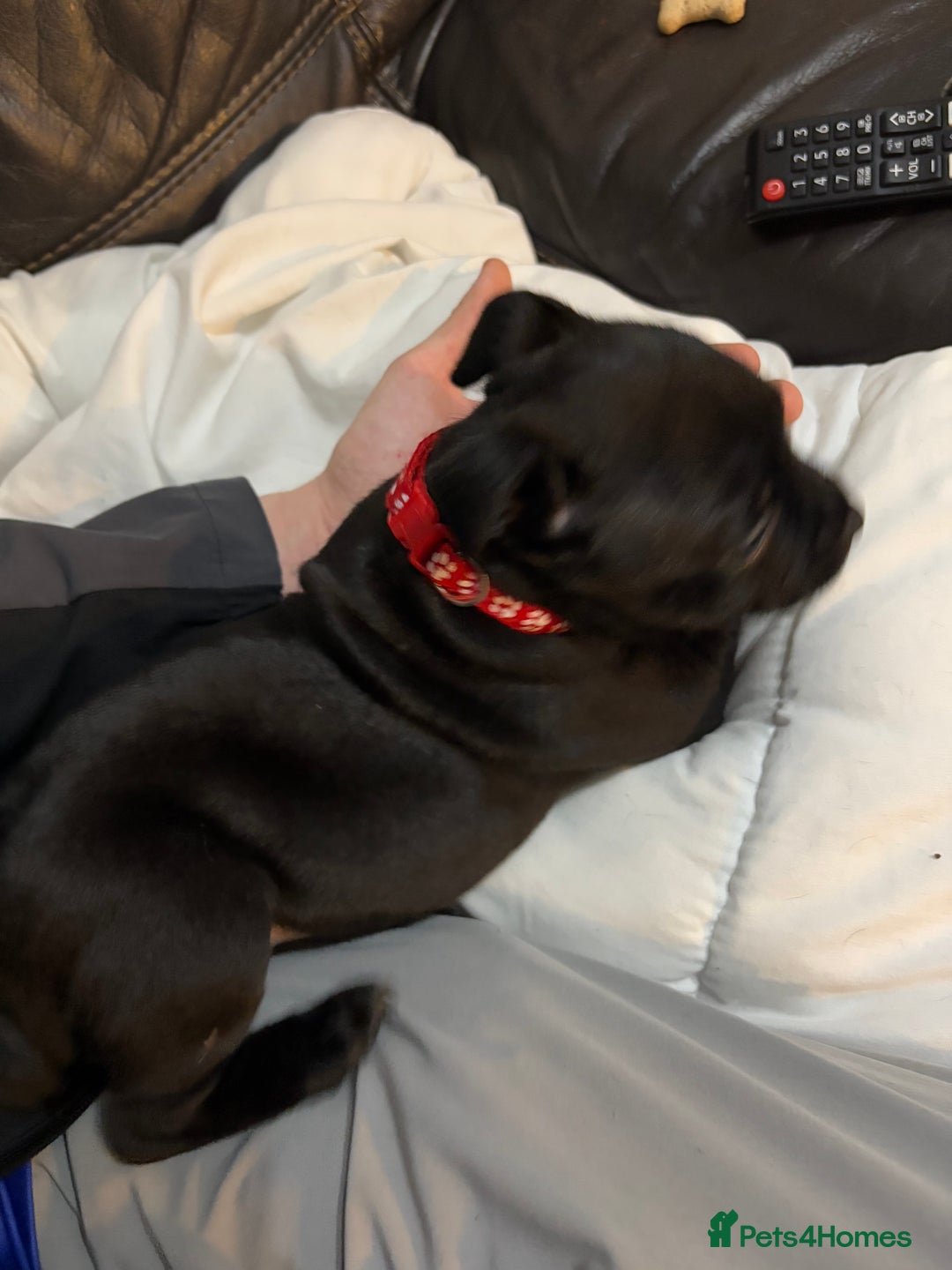 Staffordshire Bull Terrier dogs for sale: Staffy pups  - Image 8
