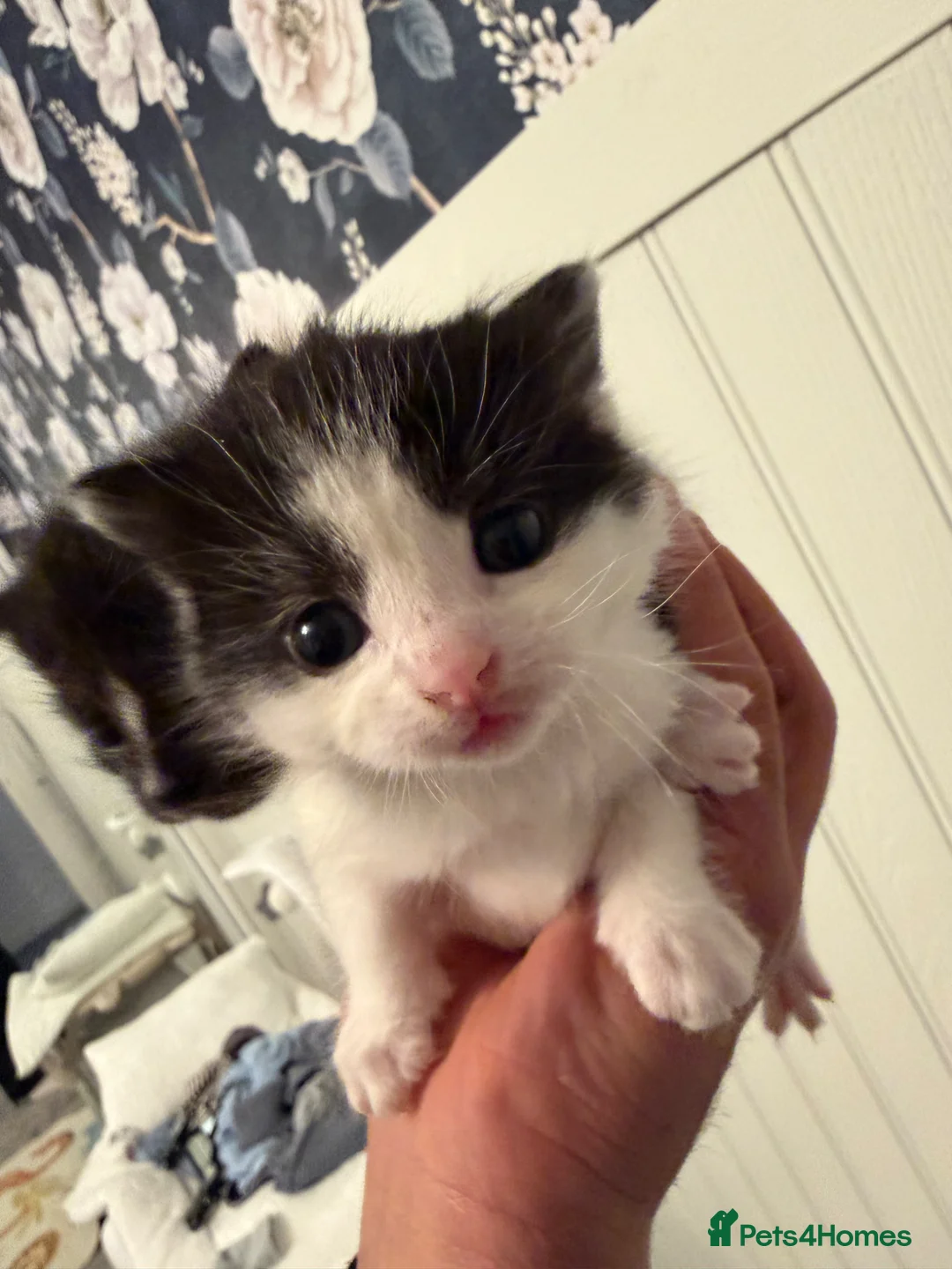 Domestic Shorthair cats for sale: Kittens for sale - Advert 2