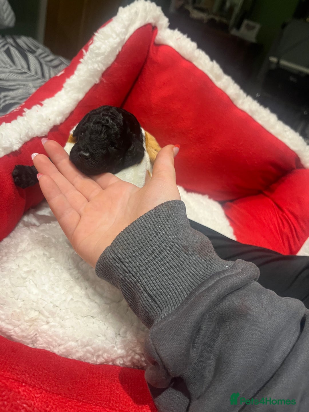 Miniature Poodle dogs for sale: miniature poodles  - Advert 13