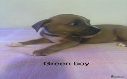 Staffordshire Bull Terrier dogs for sale: Beautiful coloured staffies - Image 25