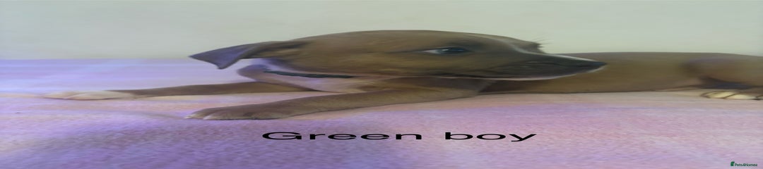 Staffordshire Bull Terrier Puppy 1