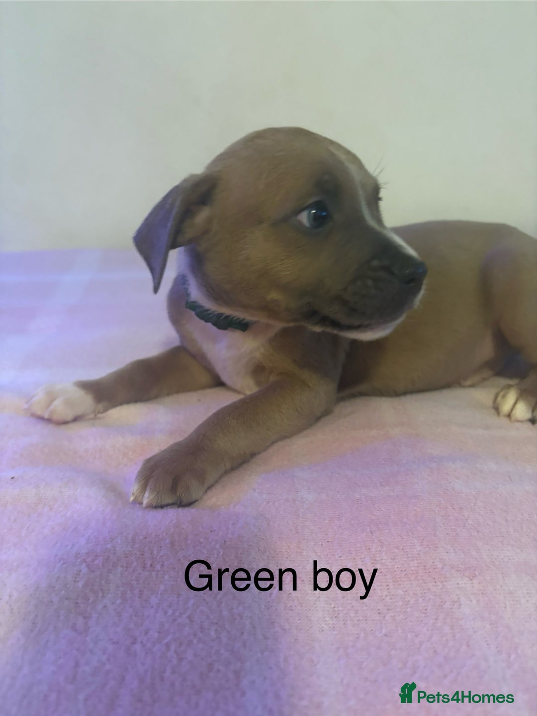 Staffordshire Bull Terrier dogs for sale: Beautiful coloured staffies - Image 25