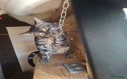 Bengal cats for stud: OUTSTANDING SILVER CHARCOAL BENGAL STUD - Image 6
