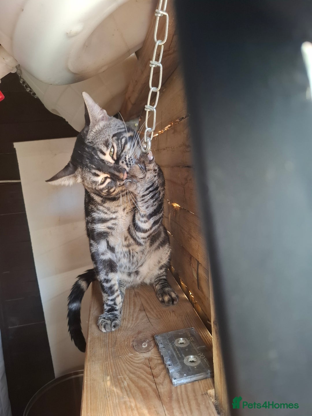 Bengal cats for stud: OUTSTANDING SILVER CHARCOAL BENGAL STUD - Image 6