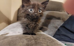 Mixed Breed cats for sale: Beautiful ragdoll bengal kittens  - Image 14