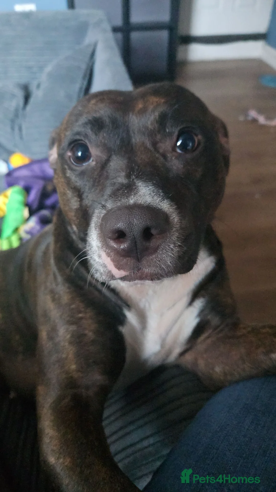 American Bull Staffy dogs for sale: Brindle female staffy, 2yrs in October  in Coventry - Advert 2