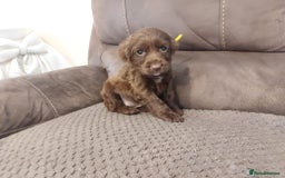 Cocker Spaniel dogs for sale: Cocker spaniel puppies  - Image 13