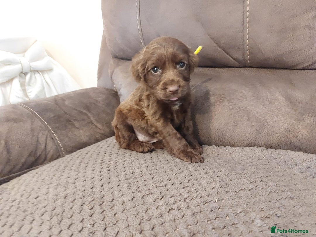 Cocker Spaniel dogs for sale: Cocker spaniel puppies  - Image 13