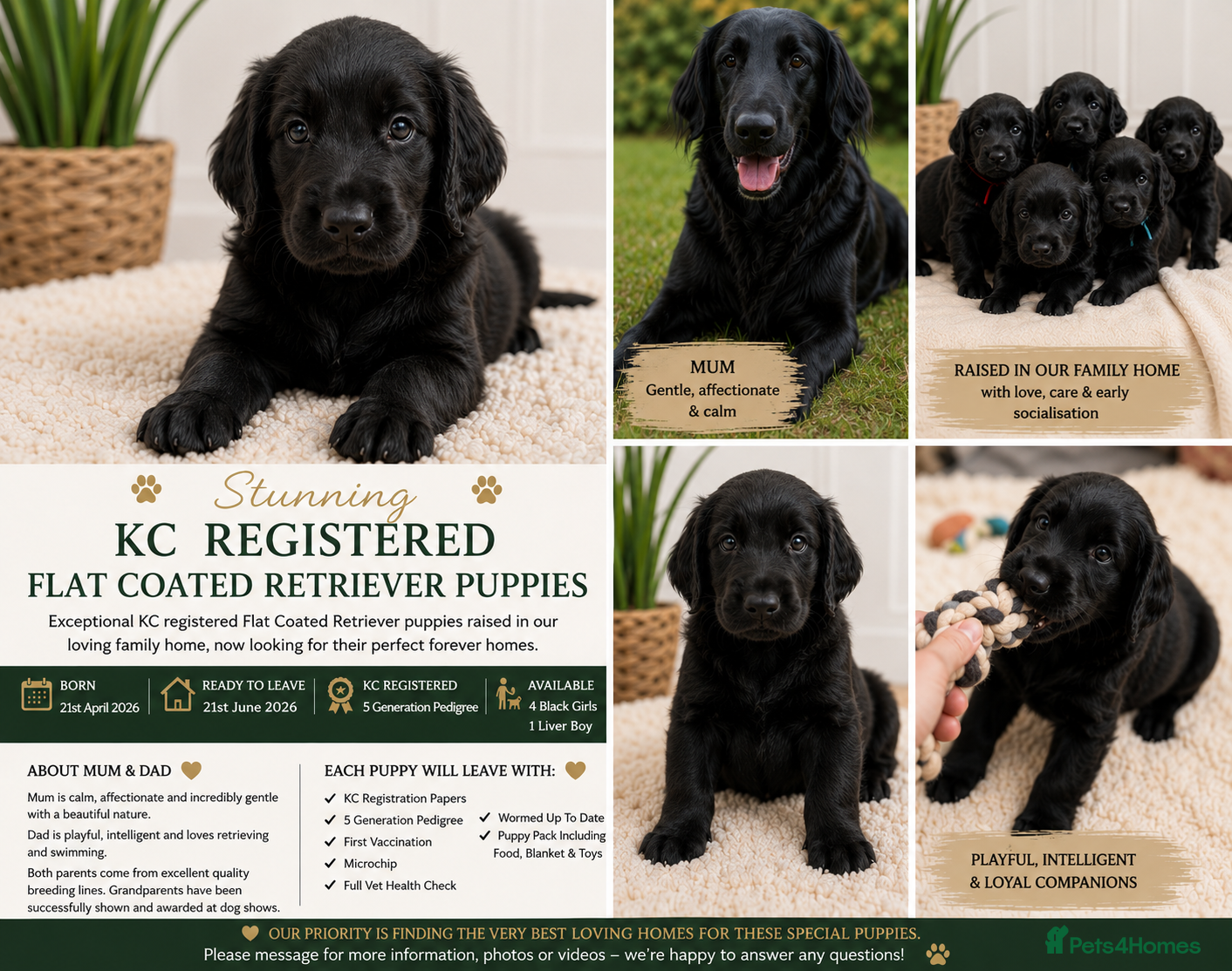 Flat coated Retriever dogs KC Registered Flat Coated Retriever Puppies 🐾 - Advert 2