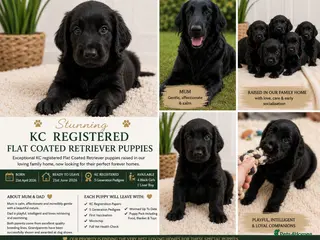 Flat coated Retriever dogs KC Registered Flat Coated Retriever Puppies 🐾 - Advert 2