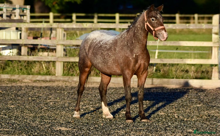 Appaloosa horses - Advert 2