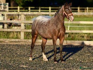 Appaloosa horses - Advert 1