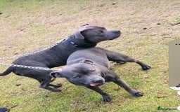 Staffordshire Bull Terrier dogs for sale: Beautiful Blue Staffs KC Registered - Image 23