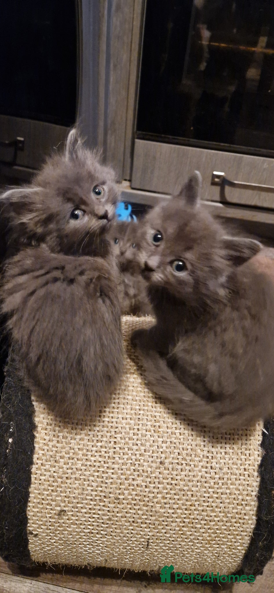 Mixed Breed cats Ragdoll/ russian blue cross - Advert 1