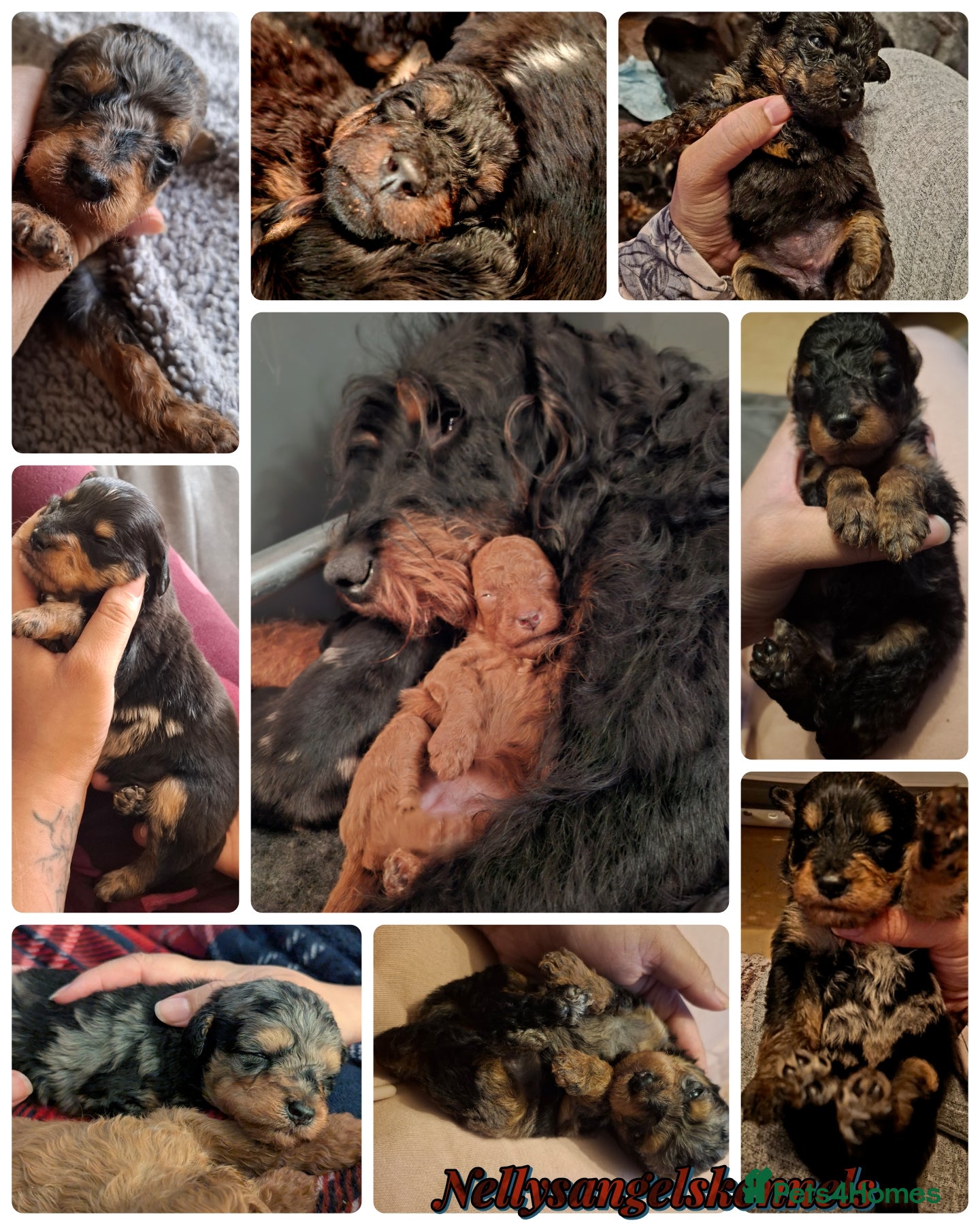 Mixed Breed dogs F1b health tested Rottiepoo puppies - Advert 3