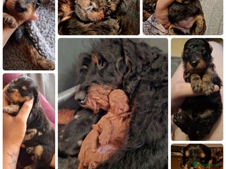 Mixed Breed dogs F1b health tested Rottiepoo puppies - Advert 1