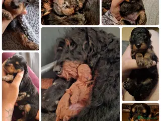 Mixed Breed dogs F1b health tested Rottiepoo puppies - Advert 3