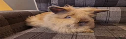 Lionhead rabbits for sale: Friendly, cute, fluffy lionhead bunnies- m and f - Advert 10