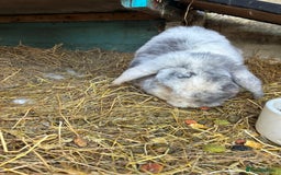 Mini Lop rabbits for sale: Beautiful male mini lop  - Image 2