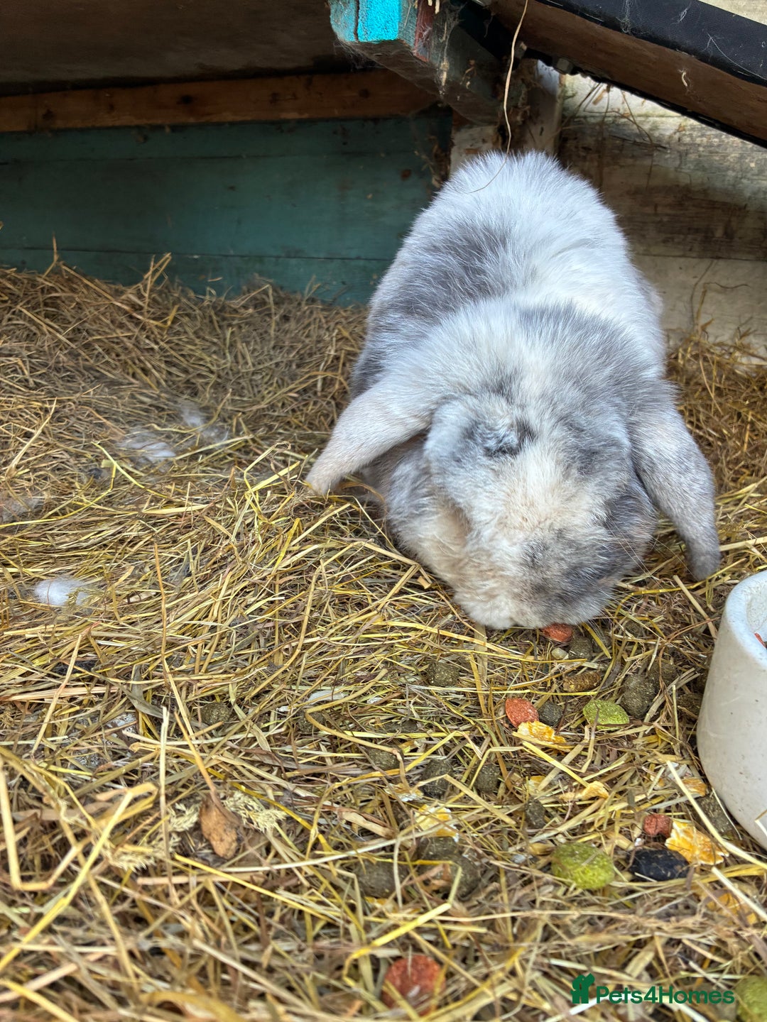 Mini Lop rabbits for sale: Beautiful male mini lop  - Image 2