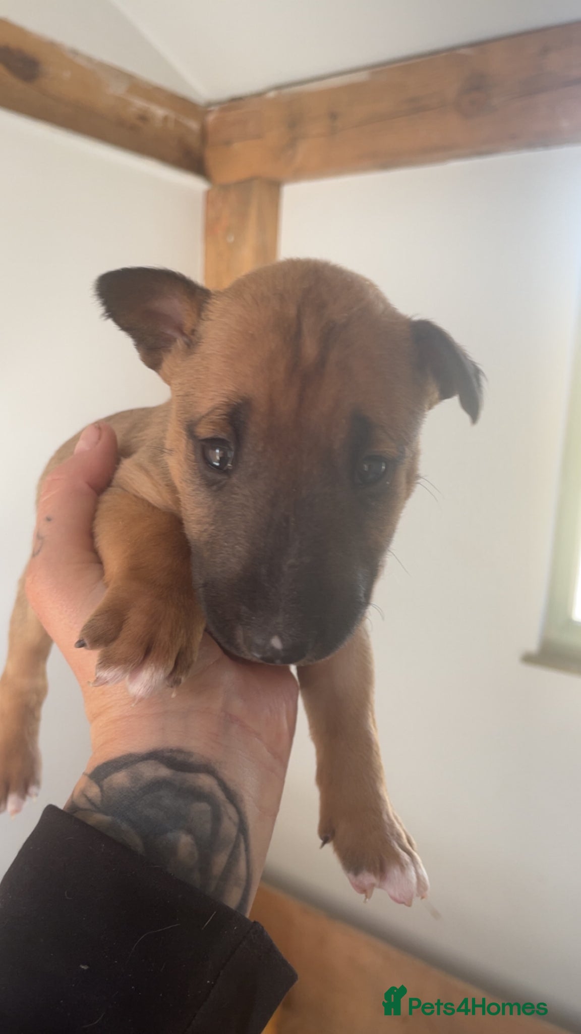 English Bull Terrier dogs for sale: *One Left* KC Reg English Bull Terrier Pups  - Advert 8