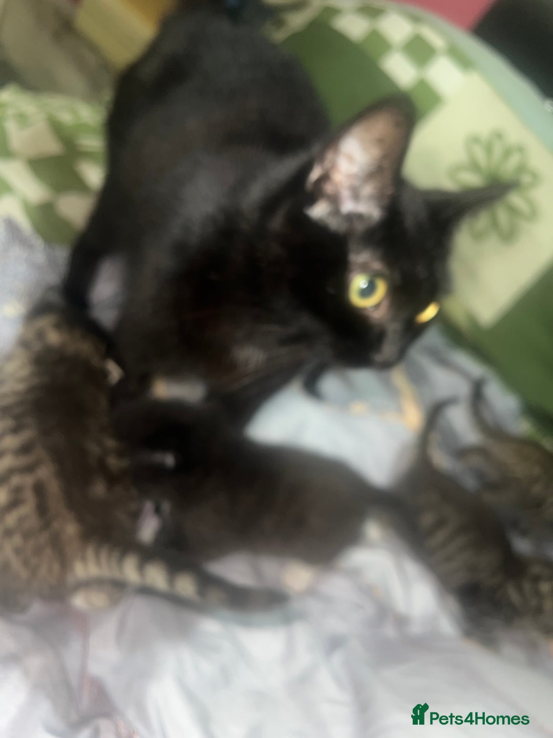 British Longhair cats for sale: 5 beautiful kittens - Advert 1