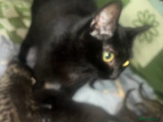 British Longhair cats 5 beautiful kittens - Advert 12