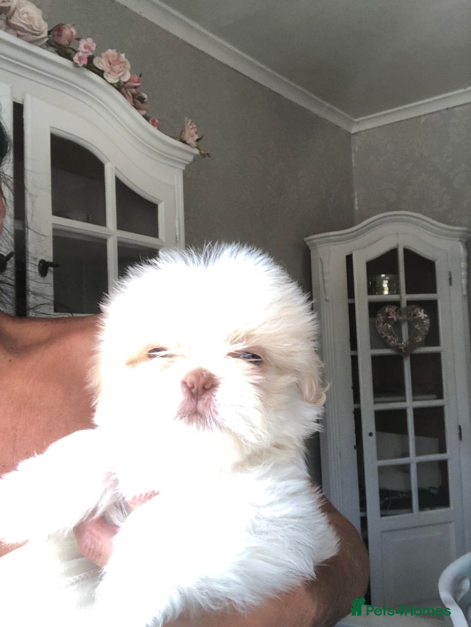 Shih Tzu dogs Beautiful  fluffy babies  - Advert 6
