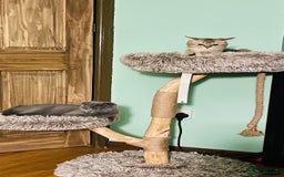 Scottish Fold cats for sale: Last boy available ❤️ looking for new 🏠 - Image 8