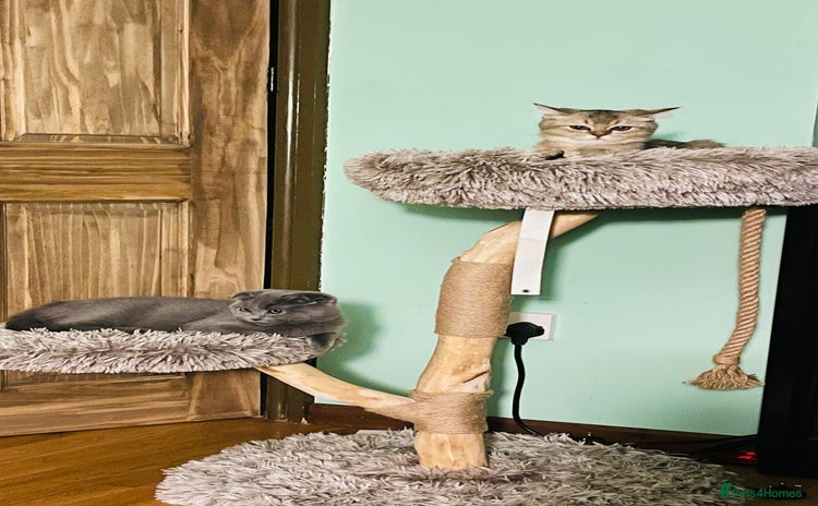 Scottish Fold cats Last golden boy ❤️ looking for new 🏠 - Advert 10