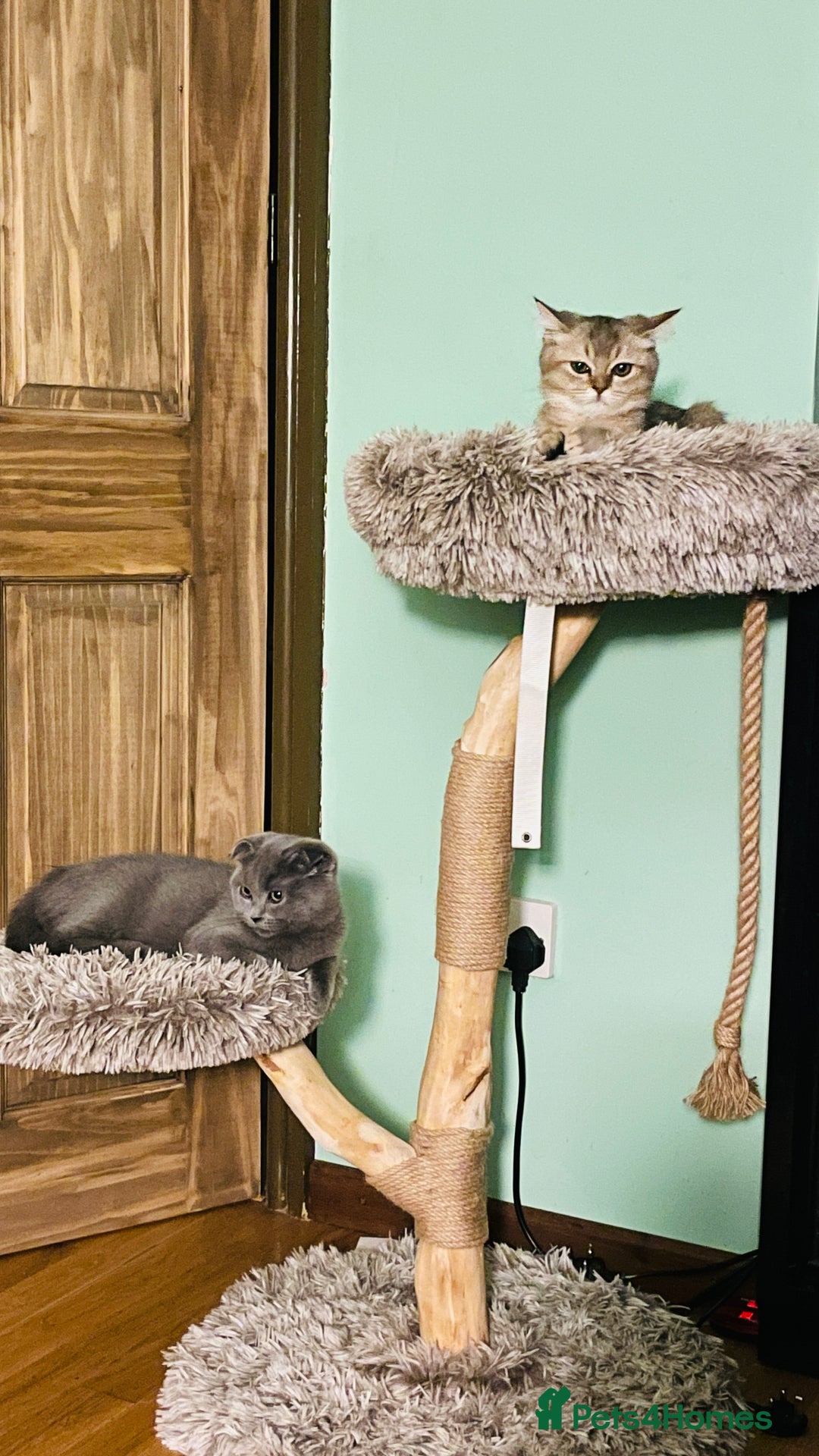 Scottish Fold cats for sale: Last boy available ❤️ looking for new 🏠 - Image 8