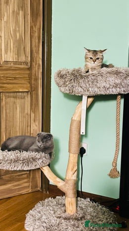 Scottish Fold cats Last golden boy ❤️ looking for new 🏠 - Advert 10