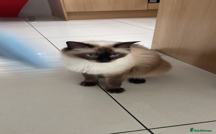 Ragdoll cats - Advert 2