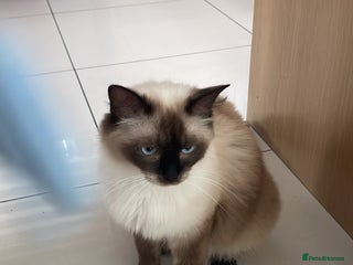 Ragdoll cats - Advert 12