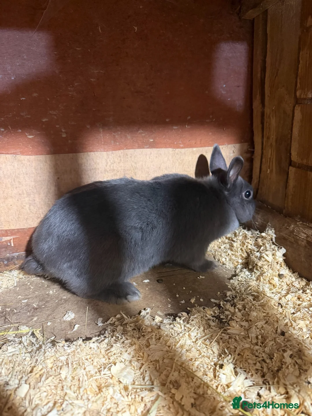 Netherland Dwarf rabbits for sale: Pure breed Netherlands dwarf  - Advert 2