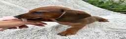Miniature Dachshund dogs for sale: Only 1 Boy pup left  - Advert 10
