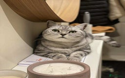 British Shorthair cats for sale: Two Stunning British Short Hair Silver Tabby - Image 1