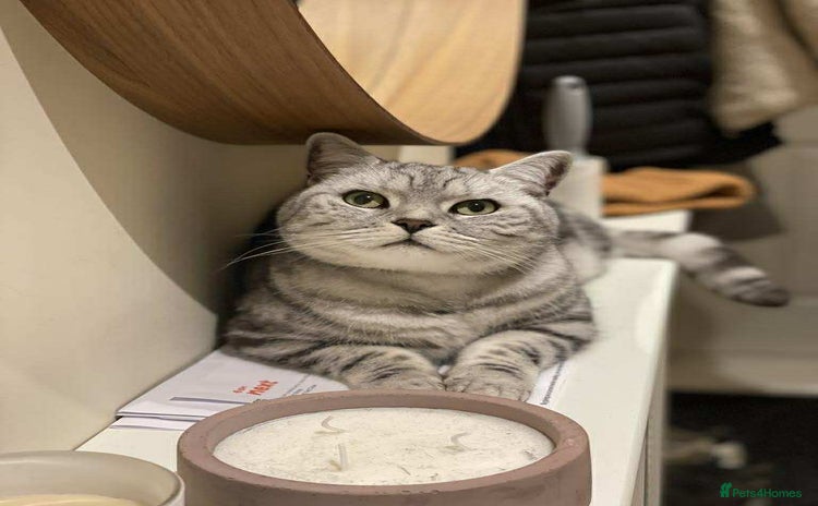British Shorthair cats - Advert 11