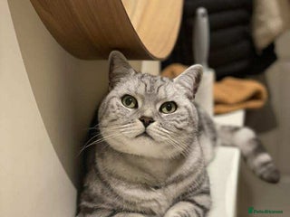 British Shorthair cats - Advert 11