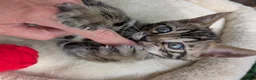 Bengal cats for sale: Bengal kittens in Essex TICA registered purebred  in Colchester - Advert 20