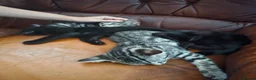 Mixed Breed cats for sale: Mixed kitten litter in Warrington - Advert 17