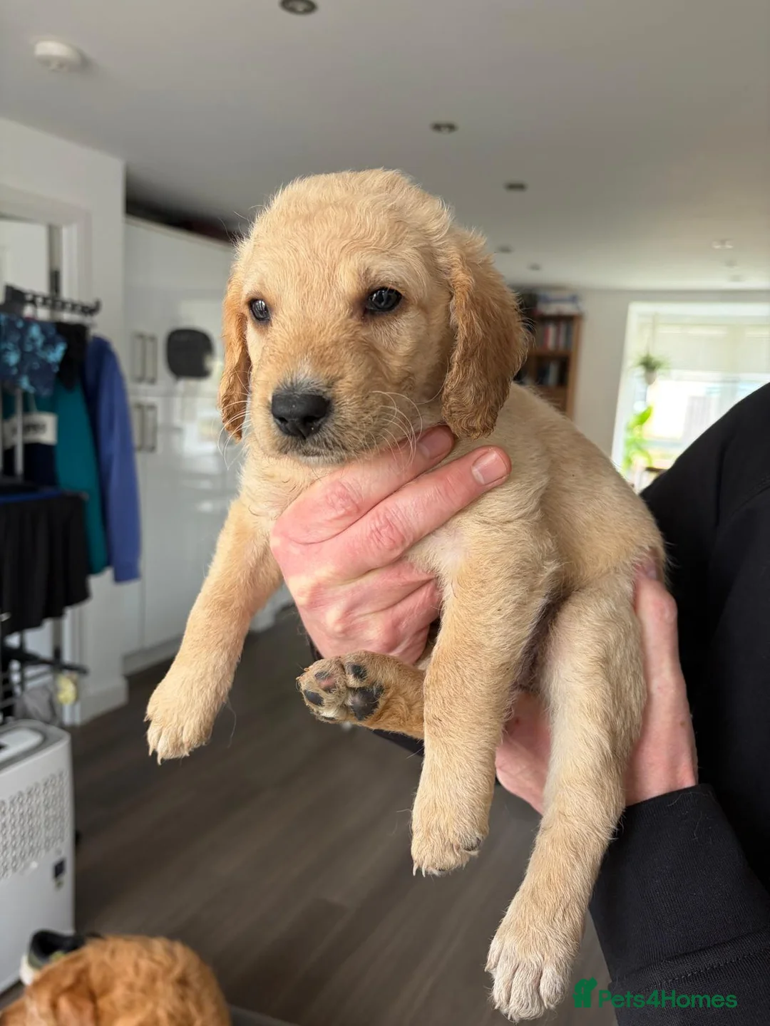 Double Doodle dogs for sale: Rare Double Doodle (Cockadoodle) puppies for sale. in London - Advert 9