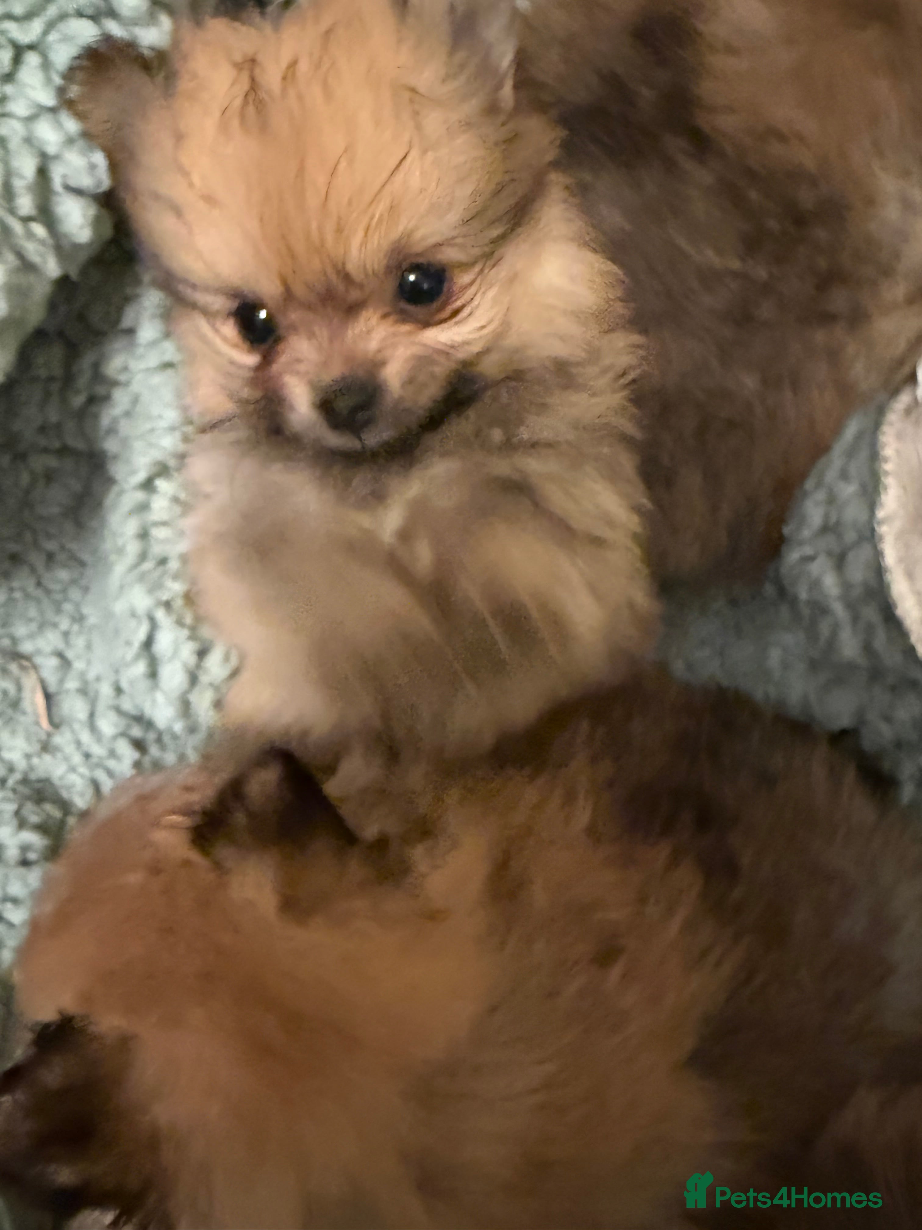 Pomeranian dogs Beautiful quality health tested Pomeranian girls  - Advert 7