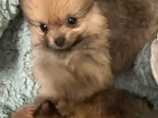 Pomeranian dogs Beautiful quality health tested Pomeranian girls - Advert 7