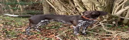 German Shorthaired Pointer dogs for sale: Inviting expressions of interest in litter - Advert 2