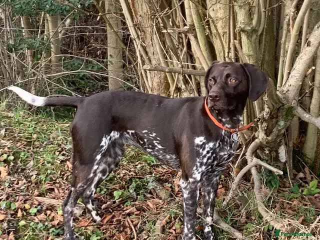 German Shorthaired Pointer dogs for sale: Inviting expressions of interest in litter - Advert 2