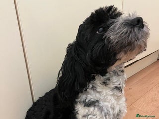 Cockapoo dogs Male Cockerpoo - Advert 1