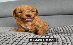 Toy Poodle dogs for sale: STUNNING RED TOY POODLE 🤩🐶 - Image 25