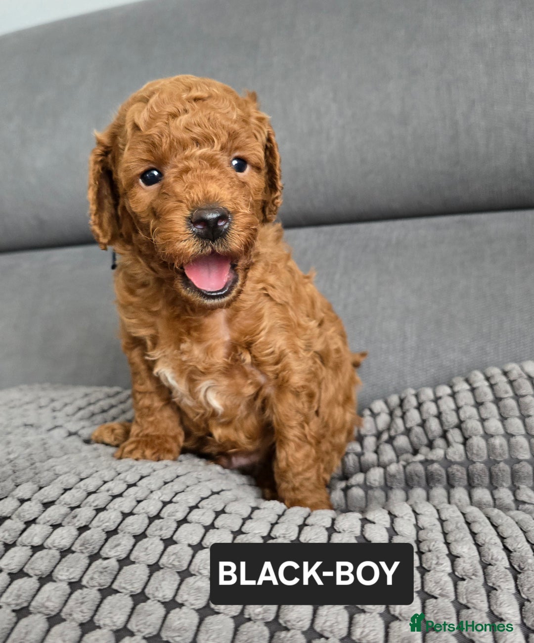 Toy Poodle dogs for sale: STUNNING RED TOY POODLE 🤩🐶 - Image 25
